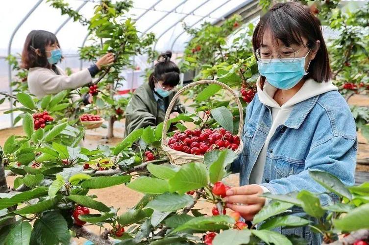 超实用！海淀大樱桃熟了，分享休闲观光采摘线路及电话